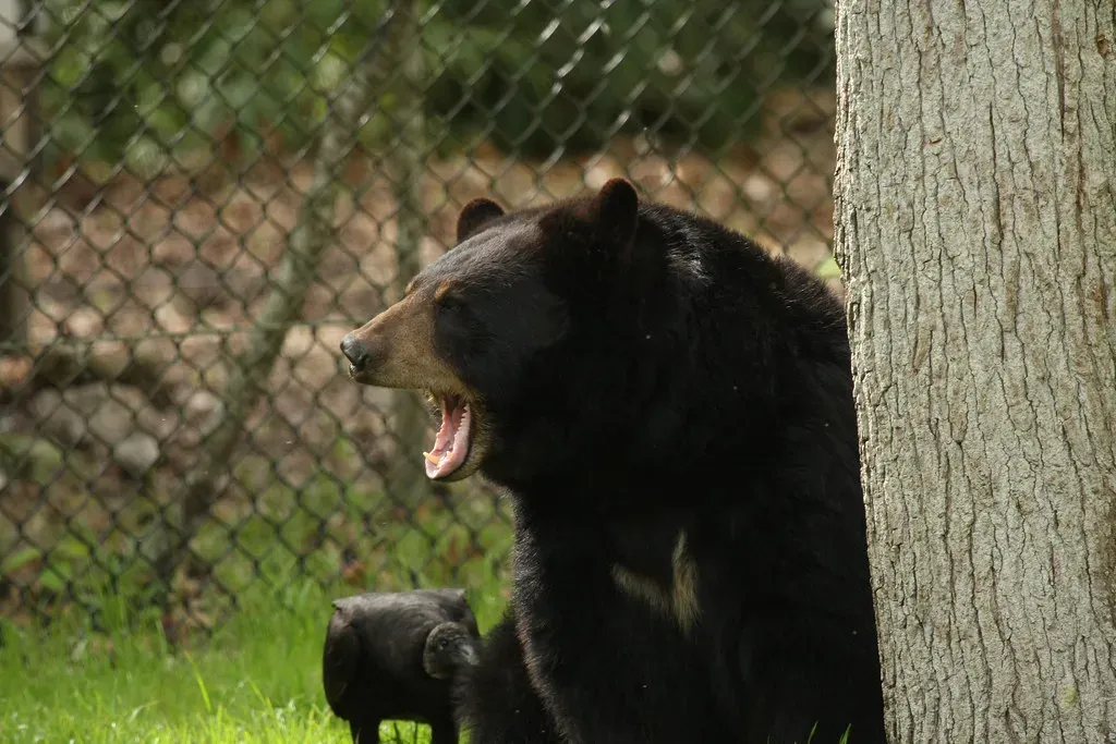 What the Future Holds for Florida's Black Bears (DGriebeling, Flickr, CC BY 2.0)