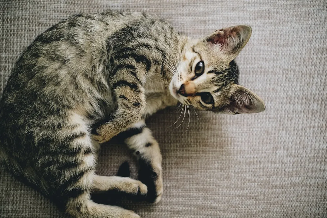 #7 - Regular Vomiting Is Not "Just a Cat Thing" (Image Credits: Unsplash)