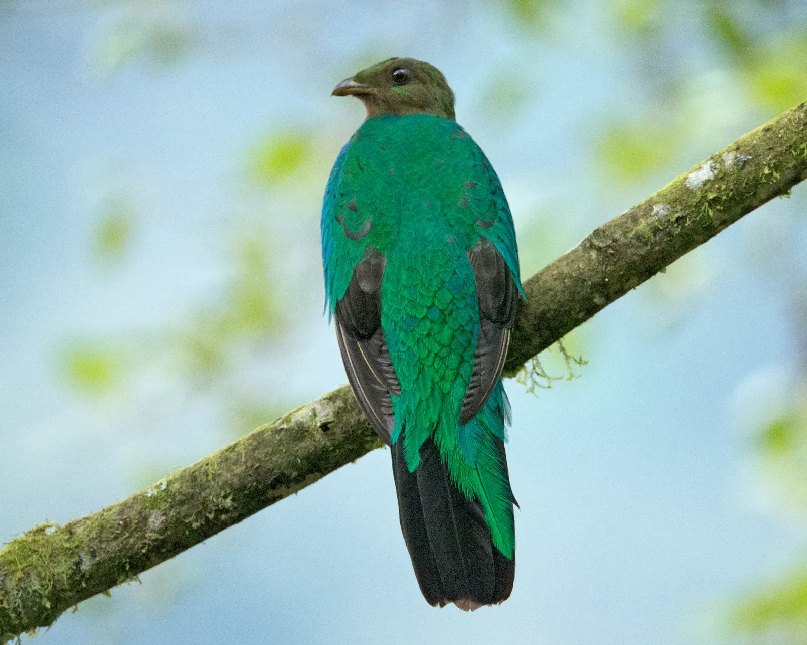 Golden-Headed Quetzal: The Cloud Forest Jewel (Image Credits: Wikimedia)