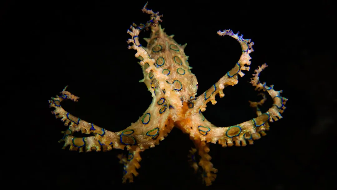 A body with eight brains of its own (Image Credits: Unsplash)