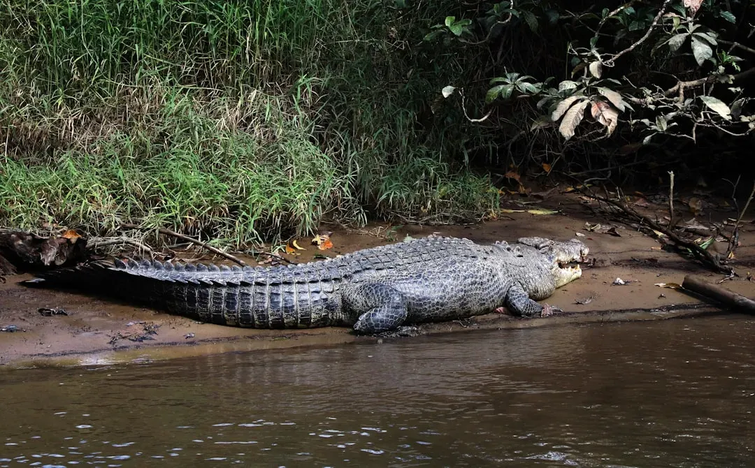 Crocodiles Guard Aquatic Balance (Image Credits: Unsplash)