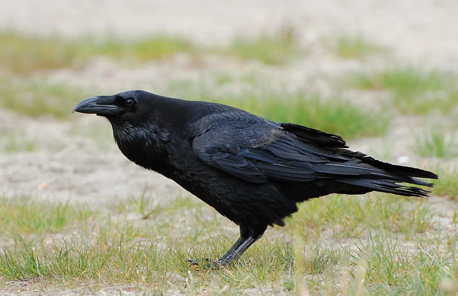 Forgotten Wisdom: Memory, Trauma, and the Dark Bird (By Accipiter (R. Altenkamp, Berlin), CC BY-SA 3.0)