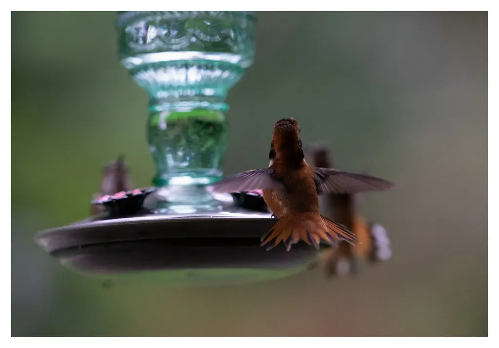 Only Putting Out One Feeder (marneejill, Flickr, CC BY-SA 2.0)