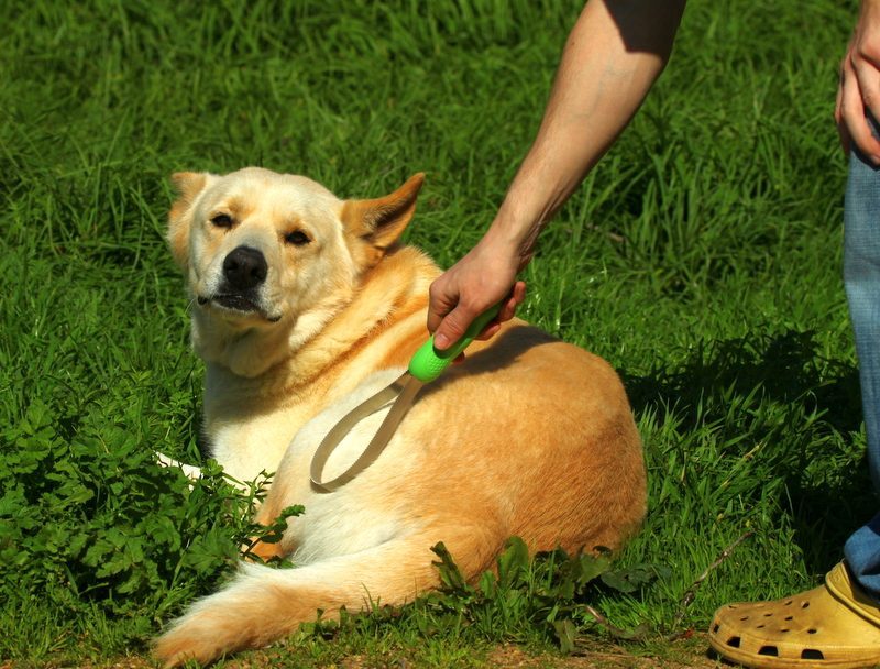 Labrador Retriever: America's Favorite Shedding Machine (Image Credits: Wikimedia)