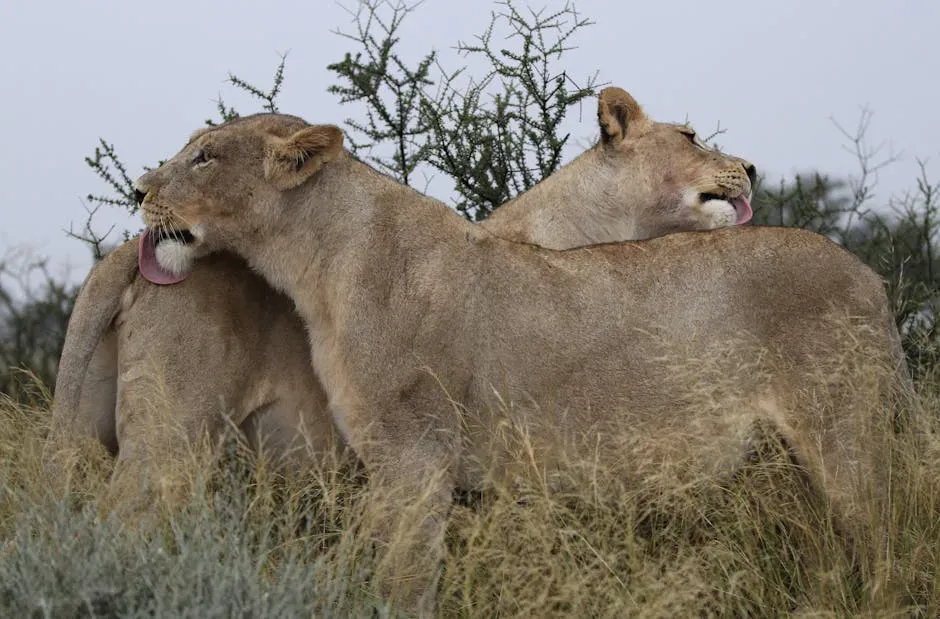 7. Mutual Grooming Attempts (Image Credits: Pexels)