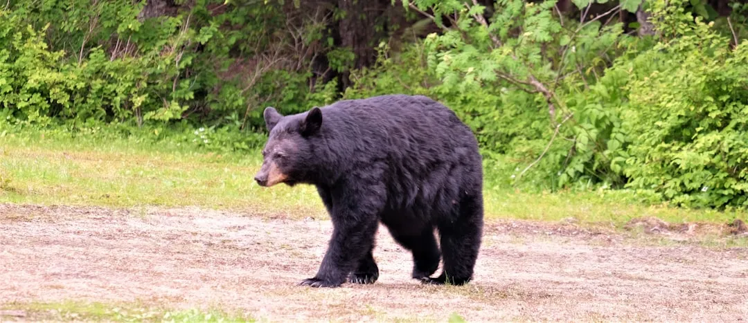 Mistake 4: Misreading a Black Bear as “Harmless” Compared to a Grizzly (Image Credits: Unsplash)