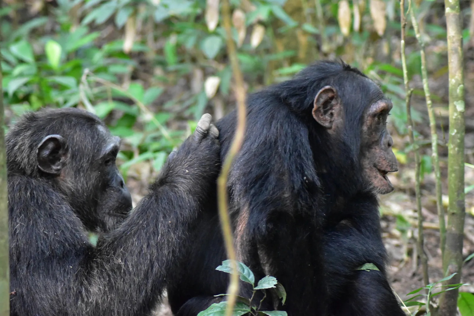 Ethics, Empathy, and What We Owe a Remembering Mind (By Sandra Aceng, CC BY-SA 4.0)