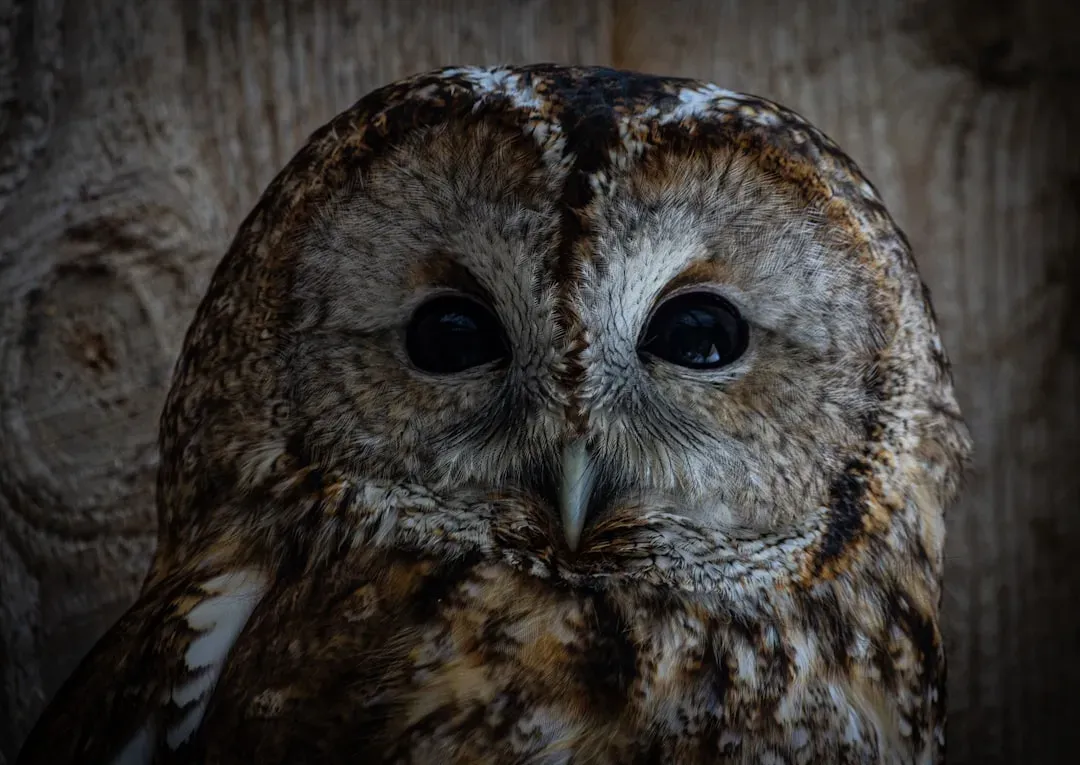 Tawny Owls: Evolution Written in Feathers (Image Credits: Unsplash)