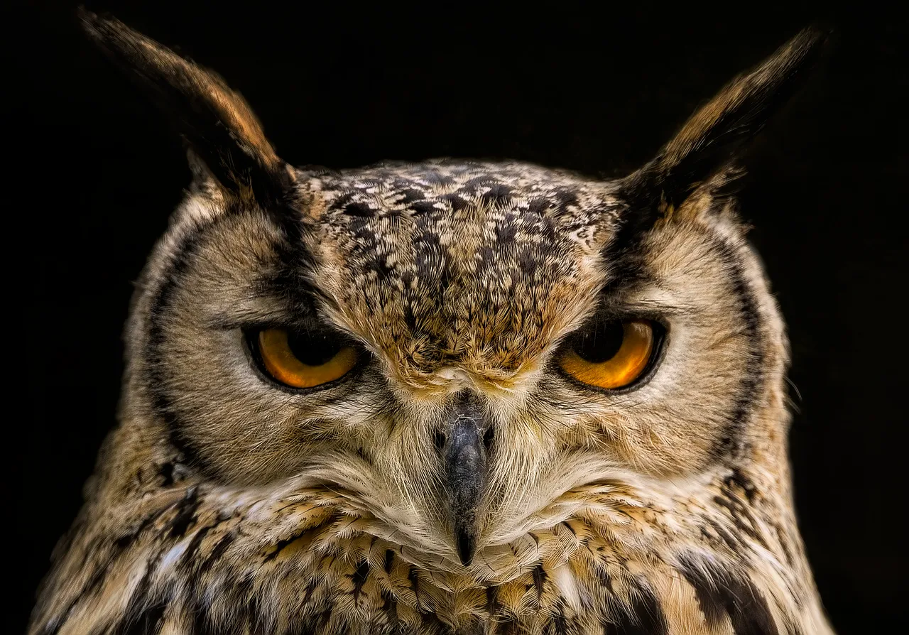 #6 - How Colonization Twisted the Owl Into a Curse (Image Credits: Pixabay)