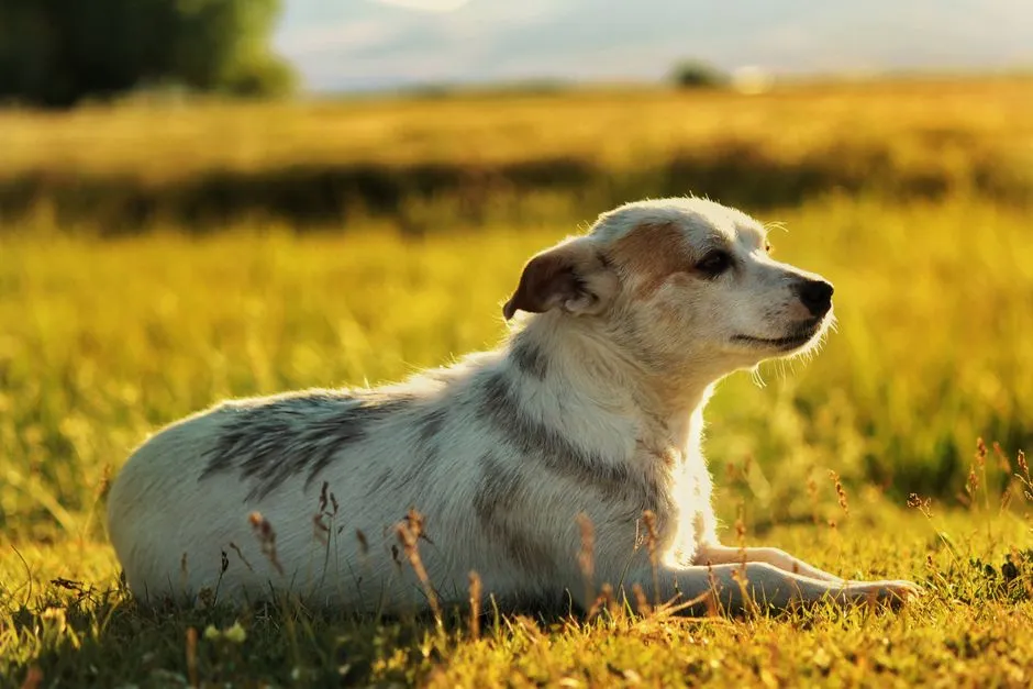 #2 - Honest, Early Conversations About Euthanasia Timing (Image Credits: Pexels)