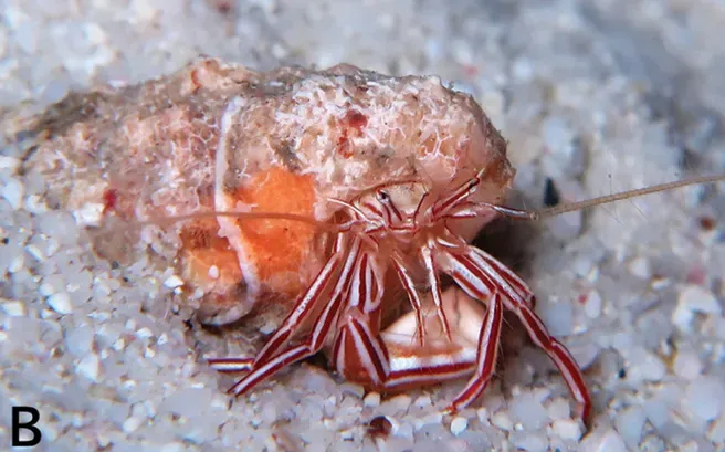 10. Hermit Crabs (Image Credits: Wikimedia)