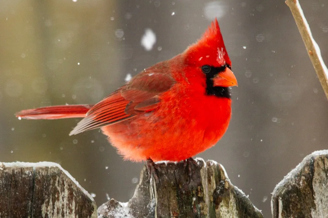 3. Northern Cardinal – The Color Test of Safety and Structure (Image Credits: Unsplash)