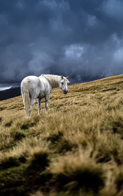 #13 - Lusitano (Image Credits: Pexels)