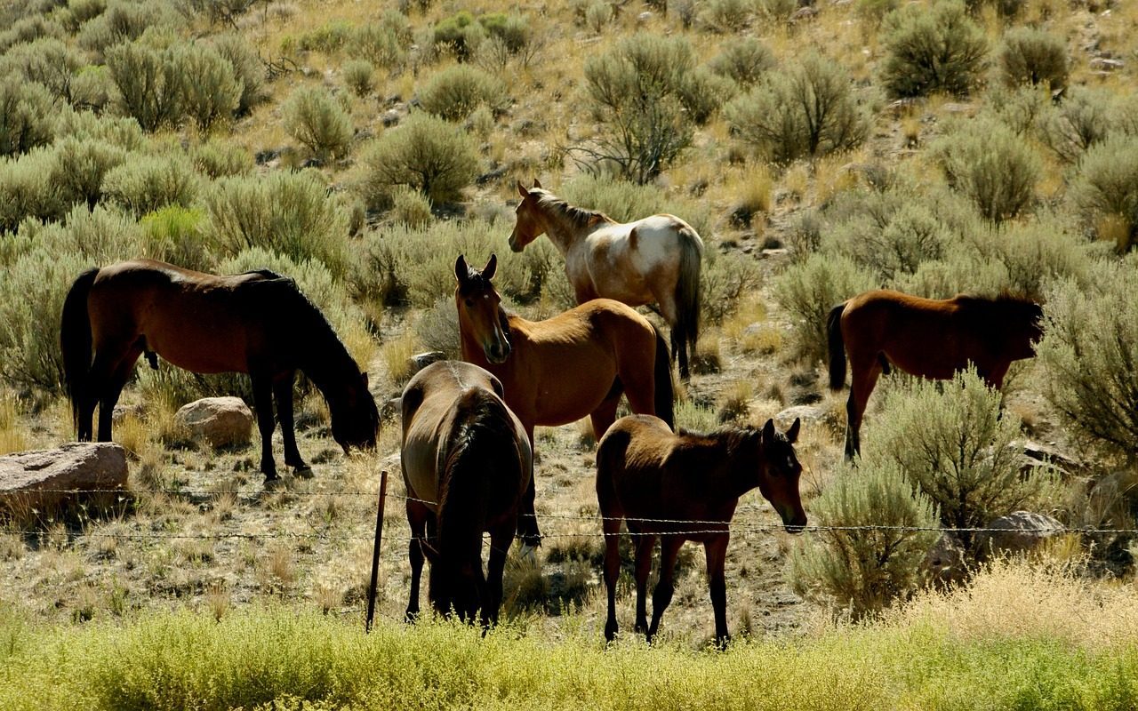 Survival Challenges in a Harsh Landscape (Image Credits: Pixabay)