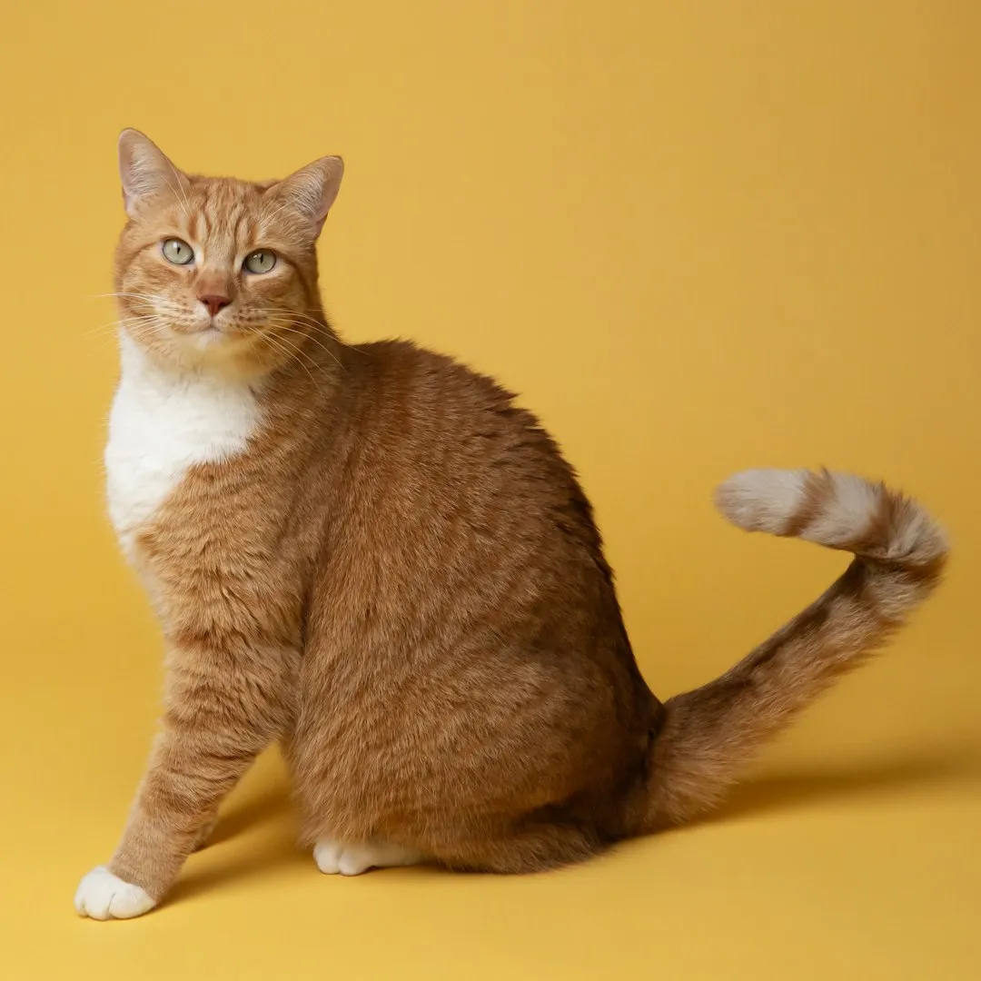 #12 - Your Cat Is "Telling" You Things All Day. You Just Don't Speak Cat Yet. (Image Credits: Unsplash)