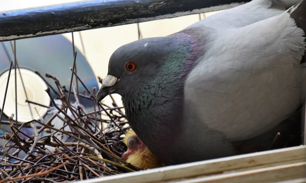 When Pigeons Rival AI And Challenge Human Pride (Jeanne Menjoulet, Flickr, CC BY 2.0)