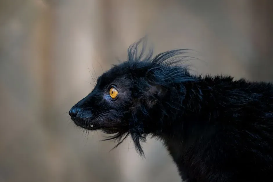 Aquarius and the Aye-Aye (Image Credits: Pexels)