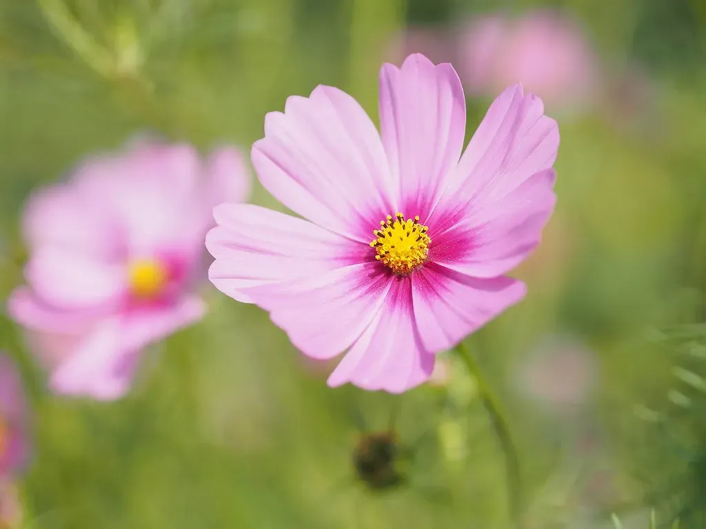 8. Cosmos (withnaomi, Flickr, CC BY 2.0)