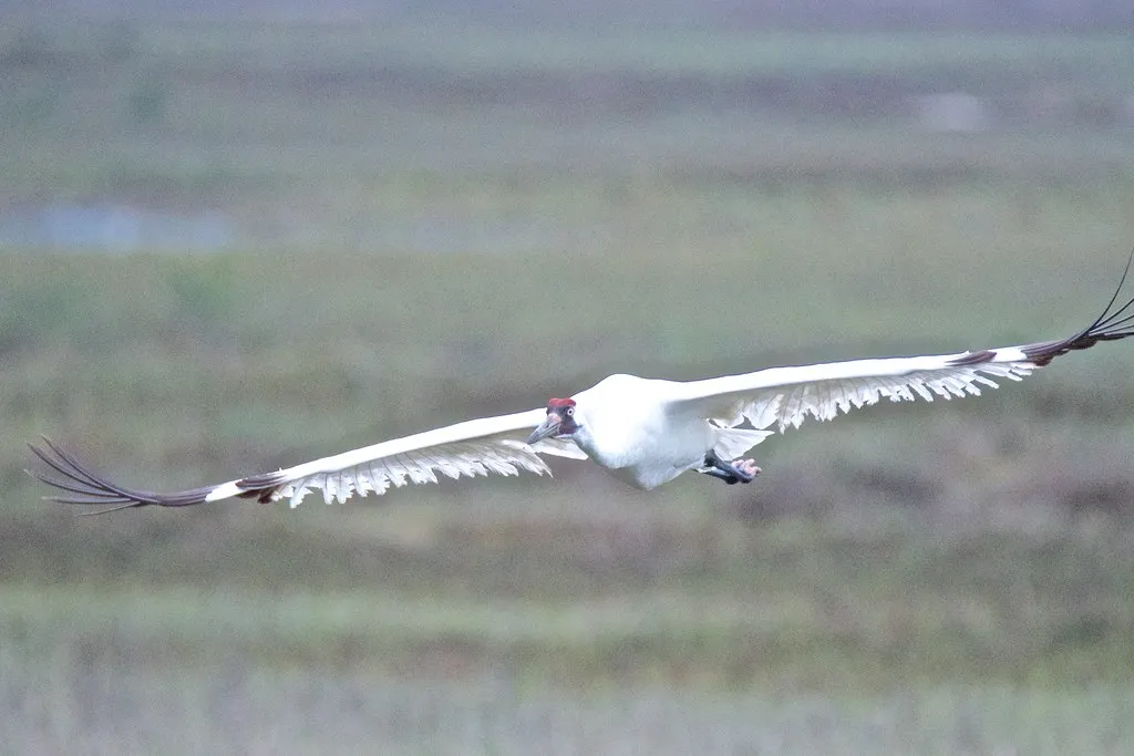 6. Genetics became a quiet battlefield for the species’ future (Bird Brian, Flickr, CC BY 2.0)