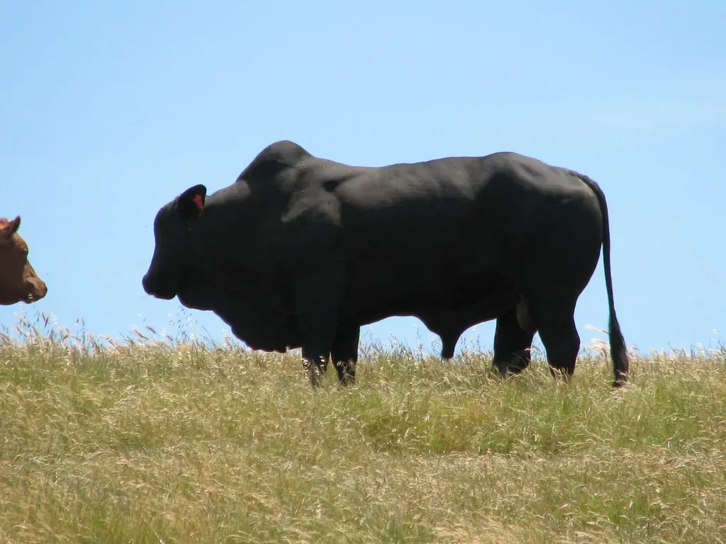 Brangus: The Hybrid Vigor Champion (Image Credits: Flickr)