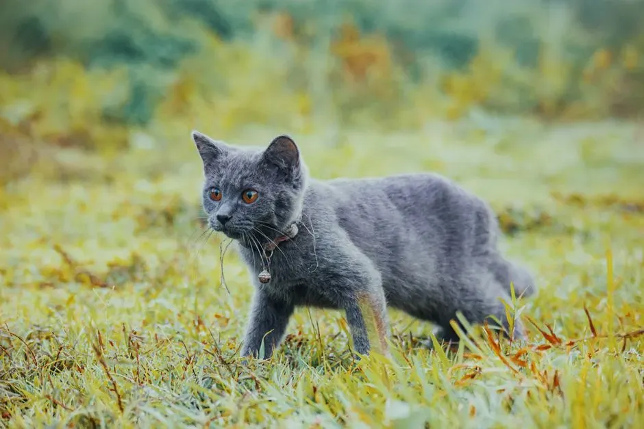 Predation Patterns Involving Domestic Cats (Image Credits: Pexels)