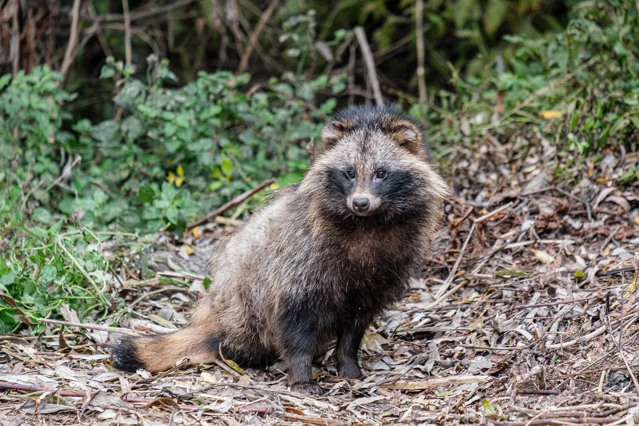 Florida: Wetland Wonderland for Raccoons (Image Credits: Pixabay)