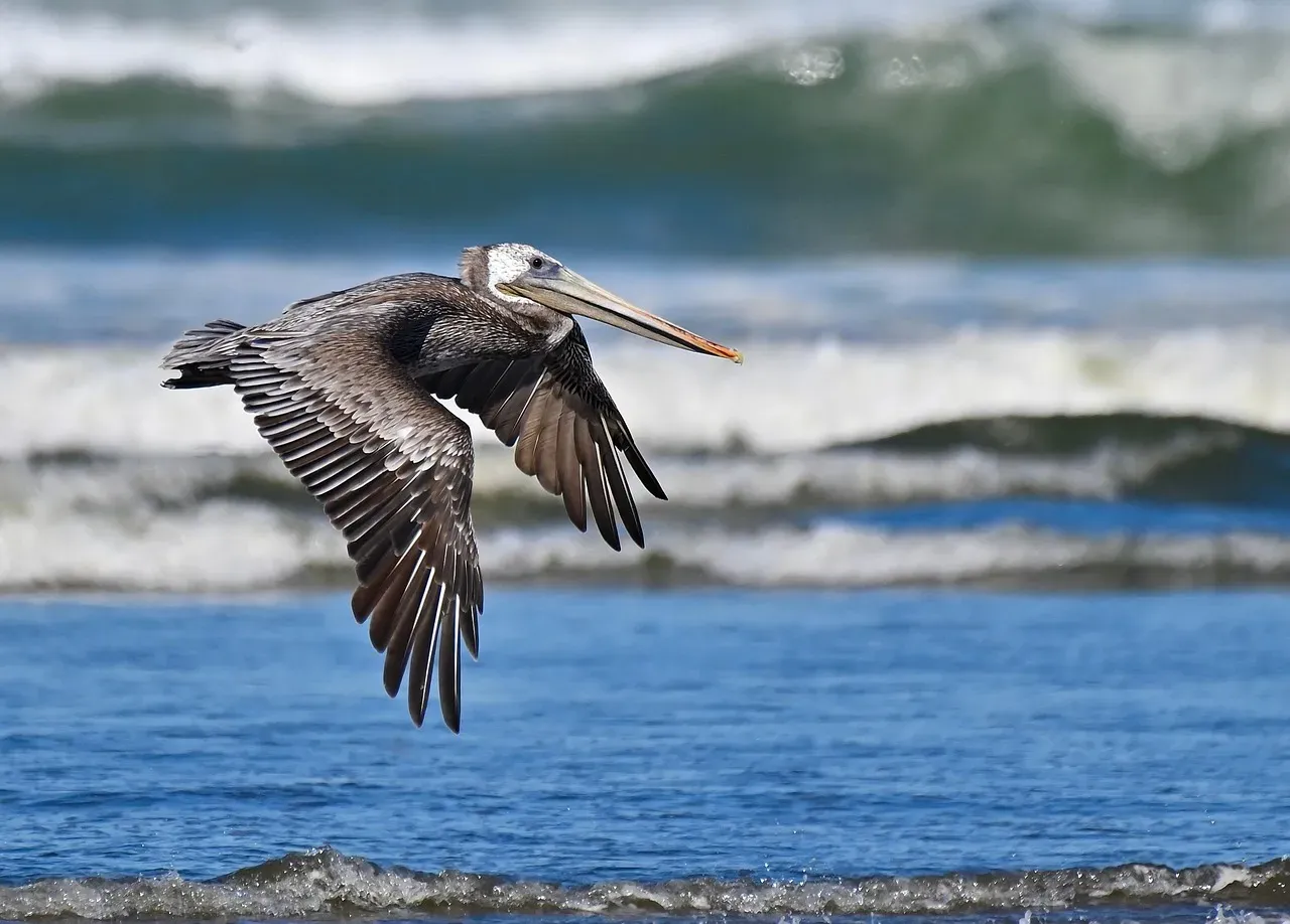3. Brown  Are Master Dive-Bombers (Image Credits: Pixabay)