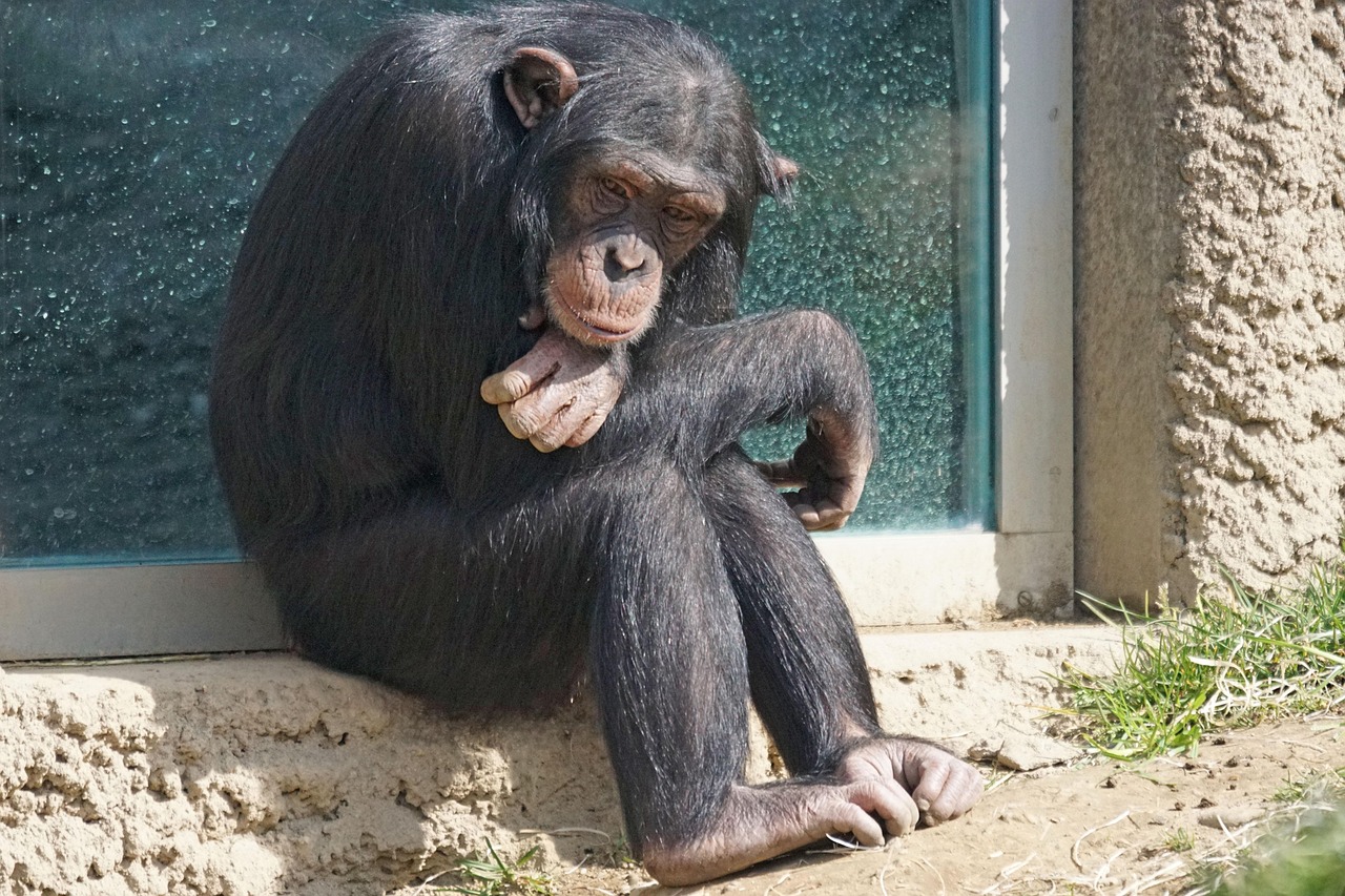 The Primate Connection: Our Closest Relatives Show Deep Empathy (Image Credits: Pixabay)