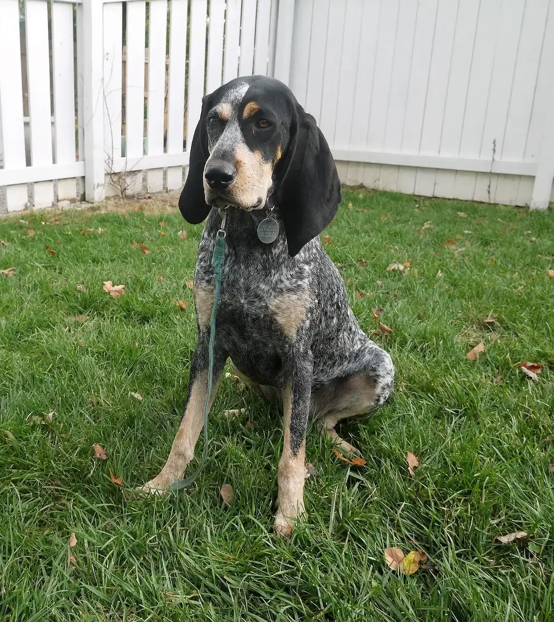 Treeing Walker Coonhound (Image Credits: Pixabay)