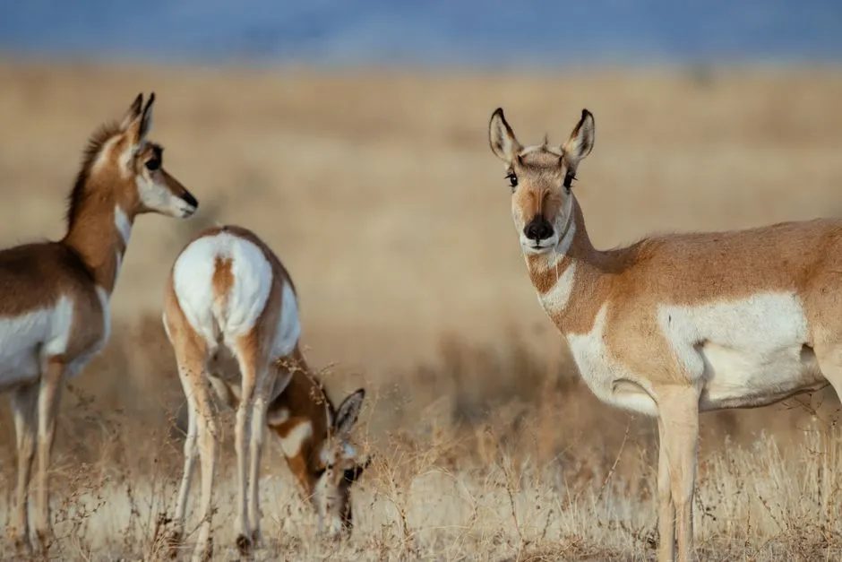 Evolutionary Arms Race with Extinct Predators (Image Credits: Pexels)