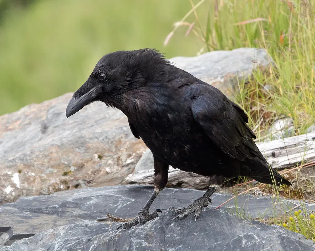 Libra (September 22 &ndash; October 22): The Raven (Crow) (watts_photos, Flickr, CC BY 2.0)