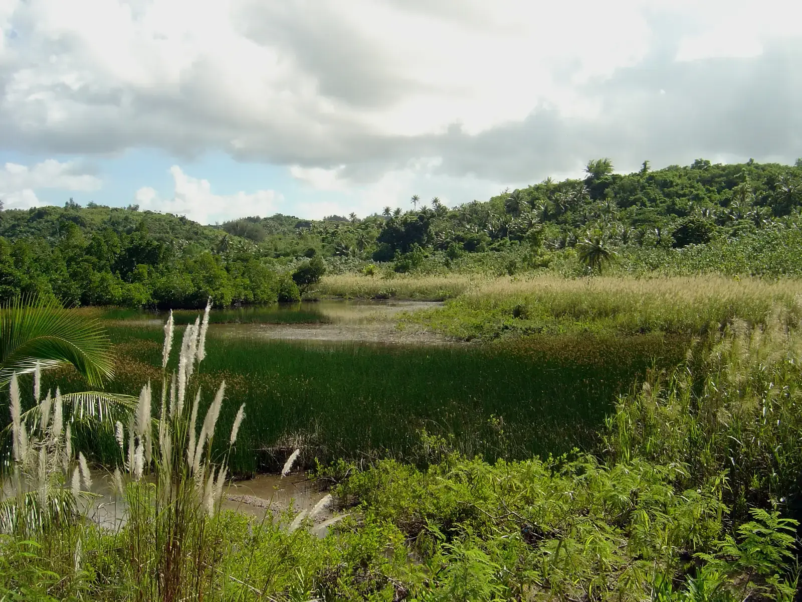 World War II and Agricultural Expansion Destroyed Critical Wetland Habitats (Image Credits: Wikimedia)