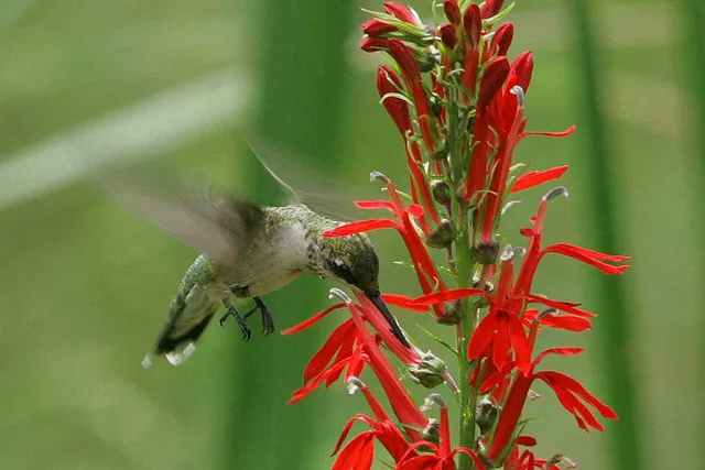 #16 - Cardinal Flower (Magnet) vs. Hydrangeas (Big Blooms, Zero Payoff) (ruby-throated hummingbird on cardinal flower (Lobelia cardinalis)

Uploaded by Dolovis, Public domain)