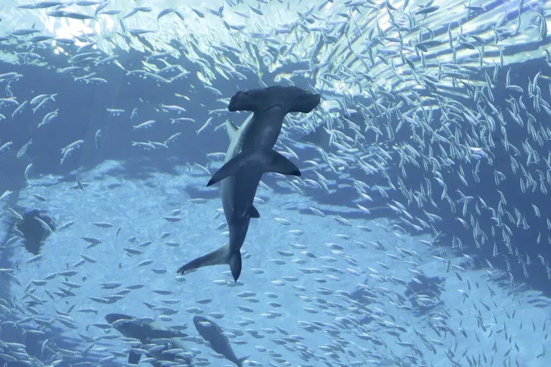 Florida: The Undisputed Shark Capital (Image Credits: Unsplash)