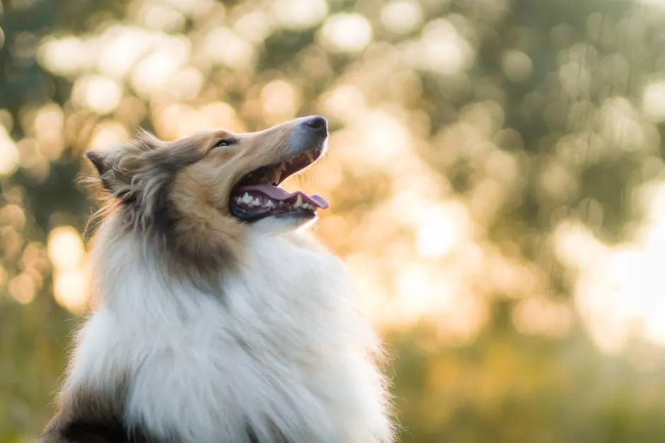 22. Collie (Rough): Elegant Coat, Practical Cold Tolerance (Image Credits: Pexels)