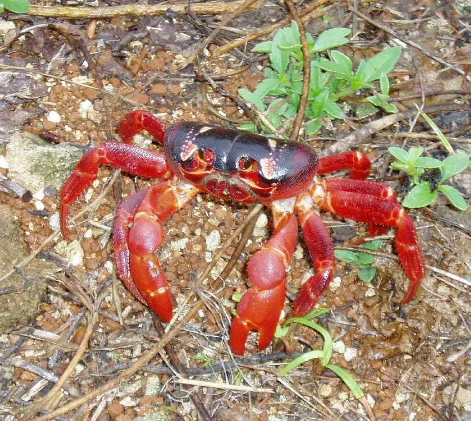 Synchronized Christmas Island Red Crab Migration (Image Credits: Wikimedia)
