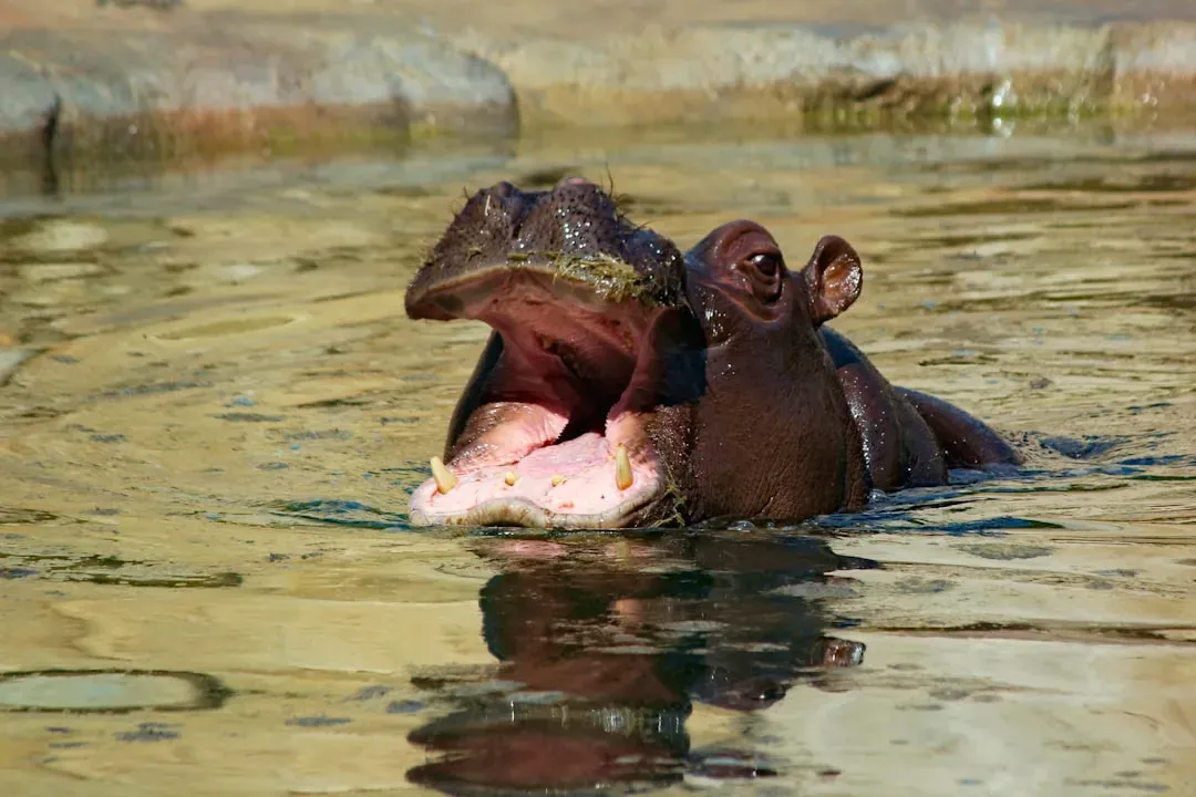 Owen and Mzee: A Baby Hippo and a 130-Year-Old Tortoise (Image Credits: Unsplash)