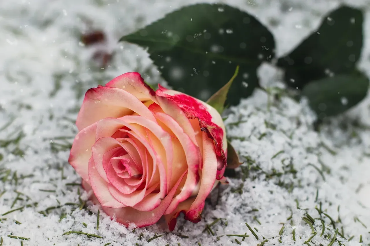 5. Christmas Rose: The Snow Miracle (Image Credits: Pixabay)