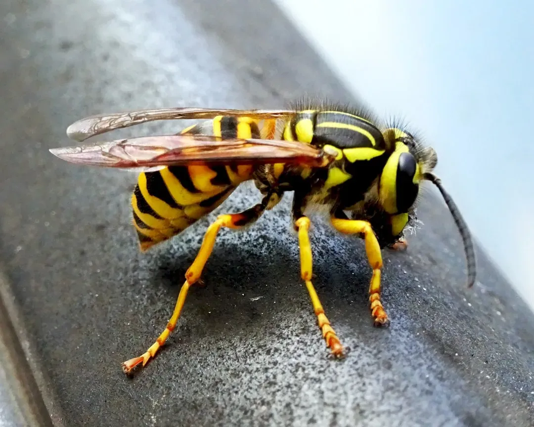 Aries: The Hornet - Aggressive, Impulsive, Relentless (Image Credits: Unsplash)