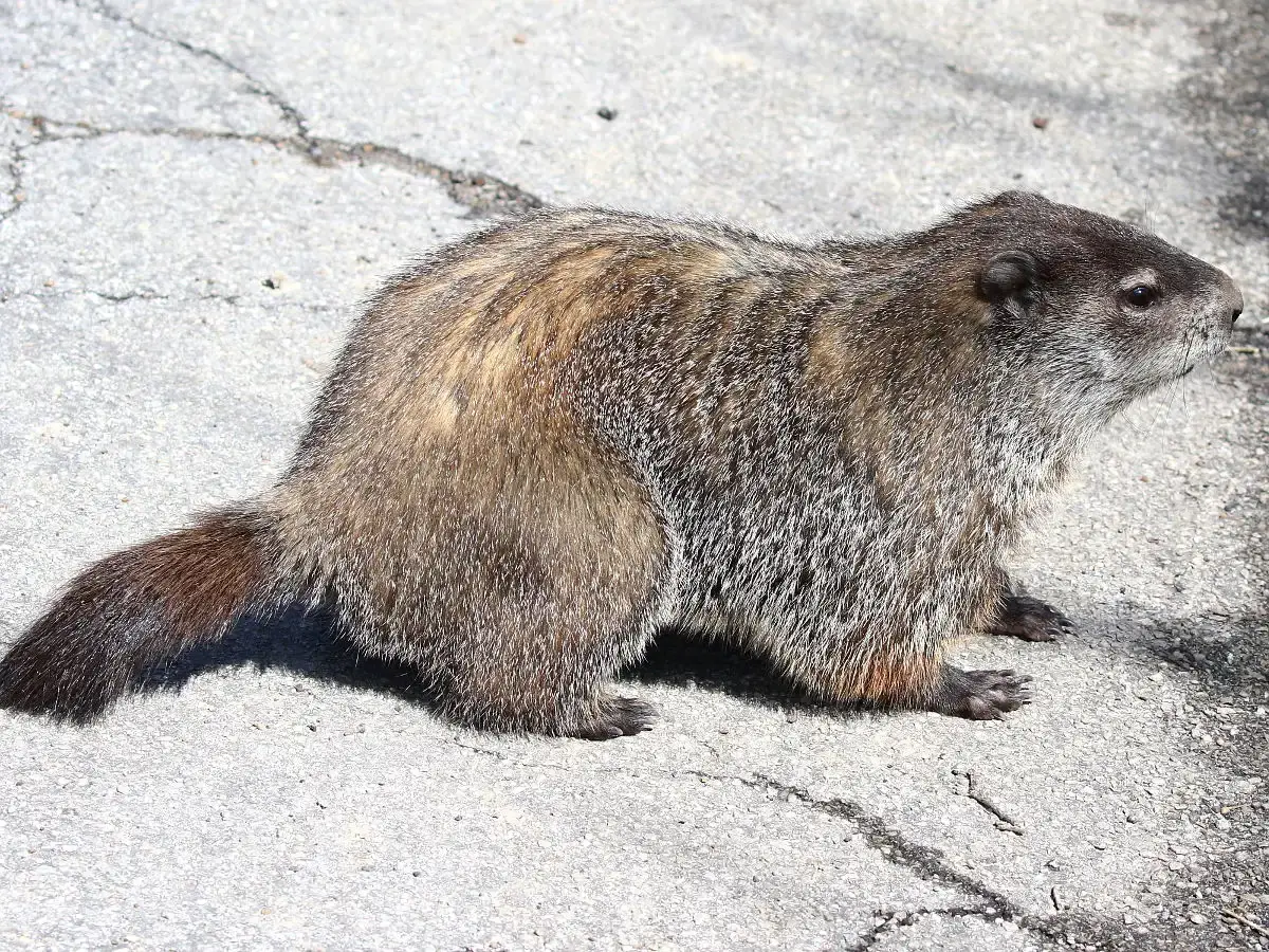 Ohio's Expansive Groundhog Territory (Image Credits: Wikimedia)