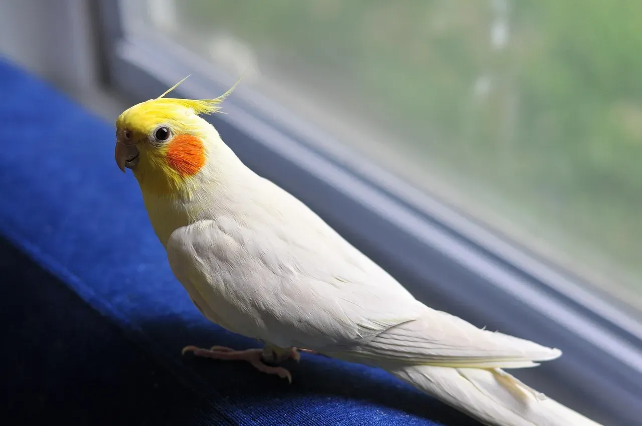 8. Birds (Parrots and Cockatiels): Feathered Soulmates (Image Credits: Pixabay)