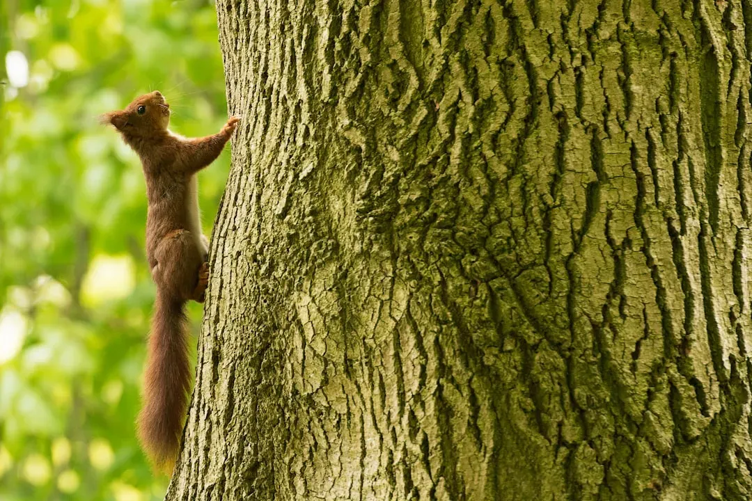 #1. The Spiral Around the Tree Is a Territorial Signal (Image Credits: Unsplash)