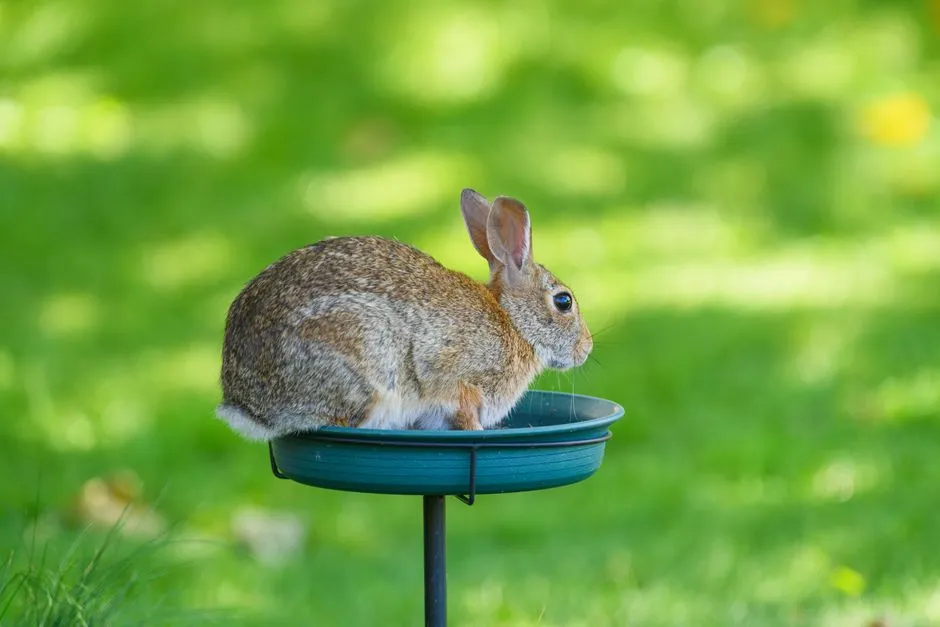 20. Gray Bunny 6-Port Feeder: The Crowd-Pleaser (Image Credits: Pexels)