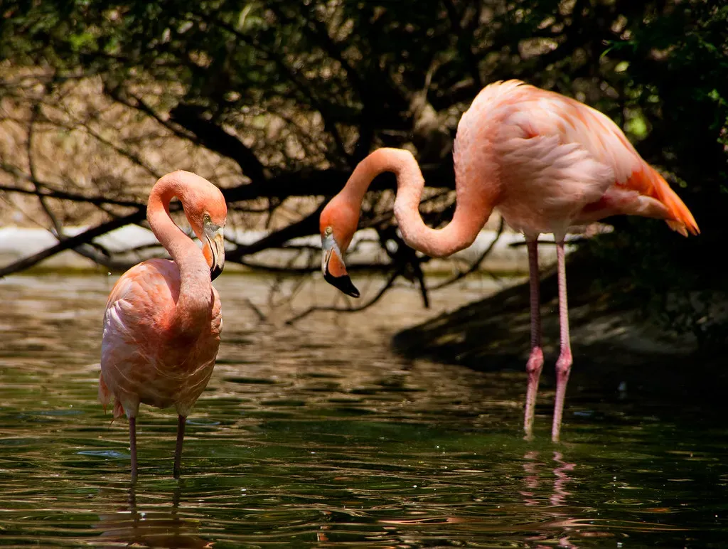 #1 Aries: The Flamingo (Kurayba, Flickr, CC BY-SA 2.0)