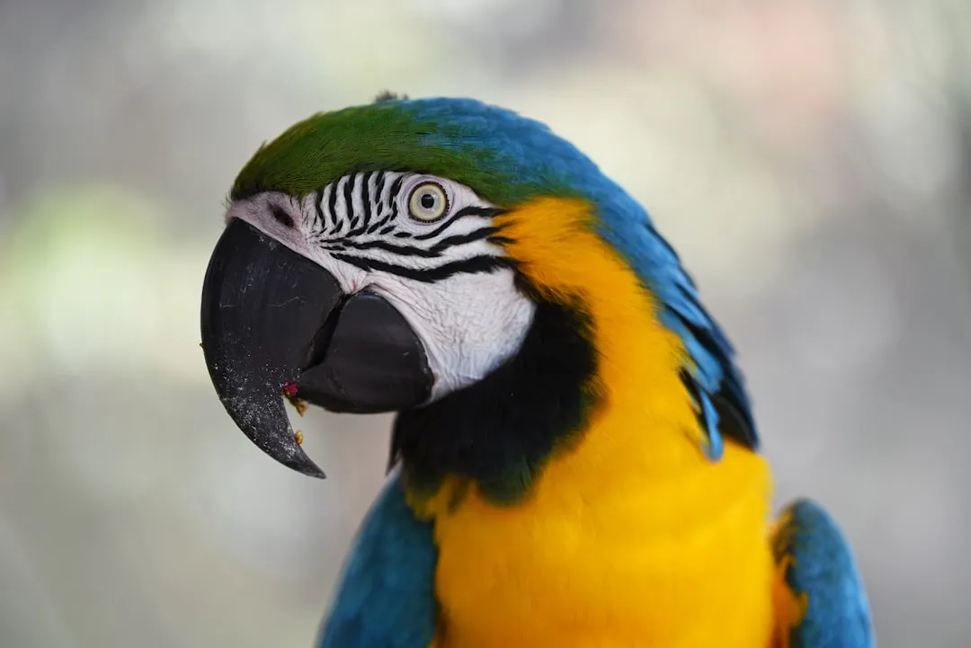 Vocal Learning: Why Parrots Are in the Same Club as Humans (Image Credits: Unsplash)