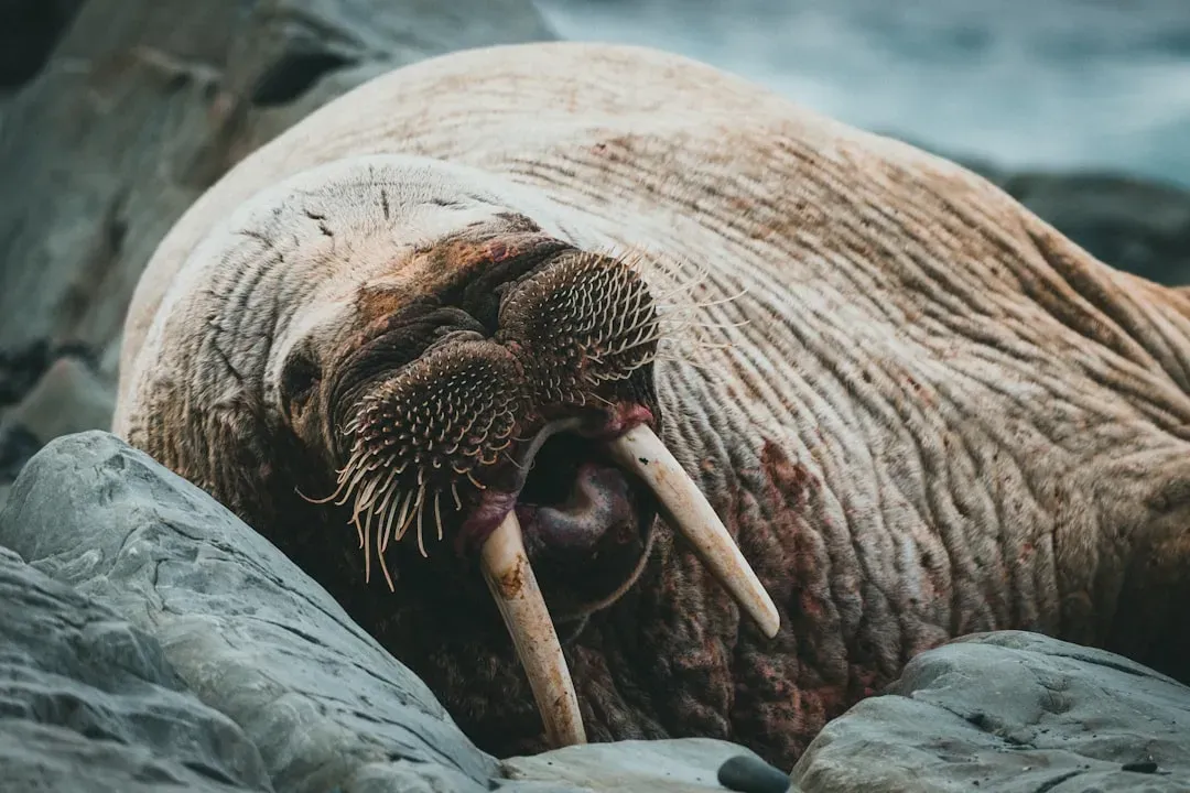 Walruses Can Nap Anywhere and Everywhere (Image Credits: Unsplash)
