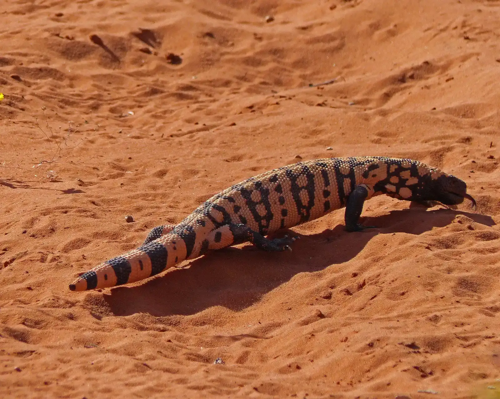 Utah: The Official State Reptile With Minimal Range (Image Credits: Wikimedia)