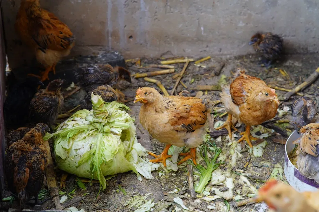 Fancy Poultry: Chickens, Ducks, and Dinner Bells (Image Credits: Unsplash)
