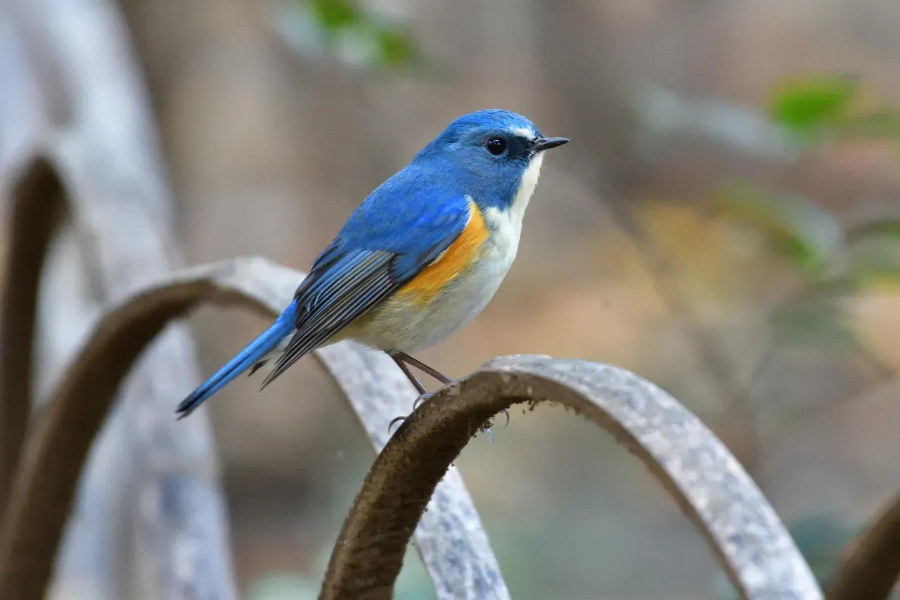 9. The Red-flanked Bluetail: An Asian Gem Going Viral in America (Image Credits: Pixabay)
