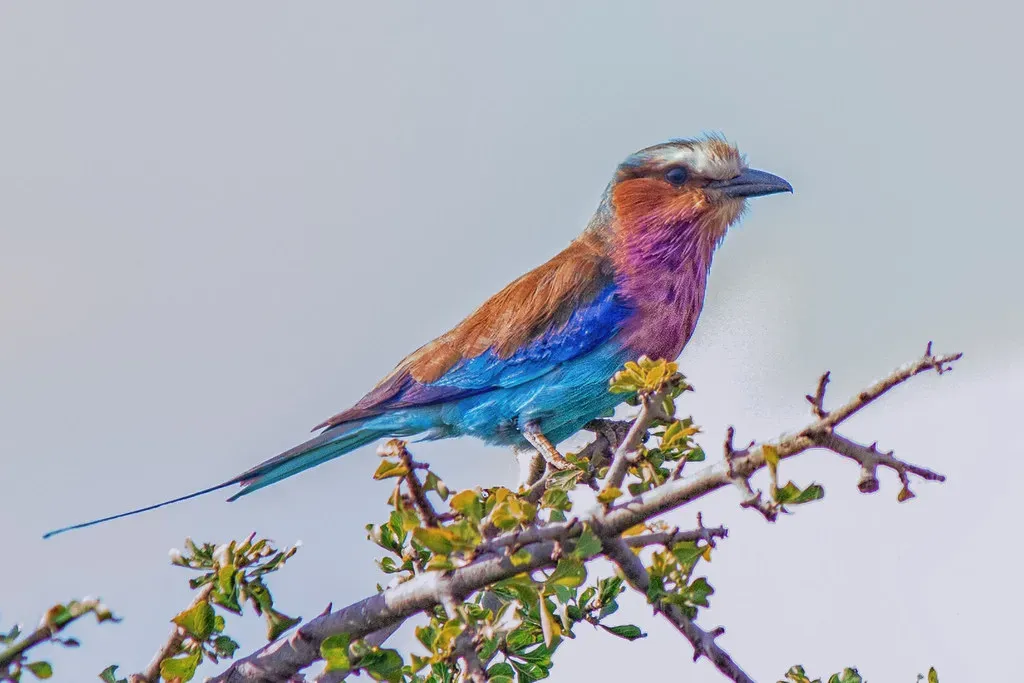 Lilac-Breasted Roller (Image Credits: Flickr)